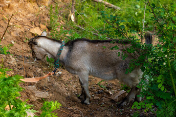 Chinese rural goat