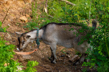 Chinese rural goat