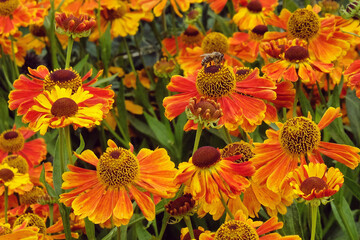 Helenium 'Sahin's Early Flowerer sneezeweed daisies in flower