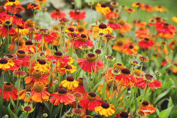 Helenium 'Sahin's Early Flowerer sneezeweed daisies in flower