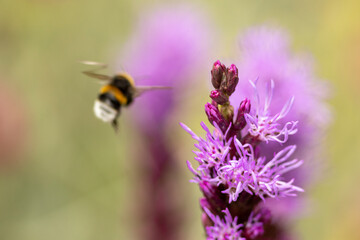 Colourful pink magenta garden flower Liatris Spicata or bottle brush with bumblebee mid air approaching and blurred out of focus bright background