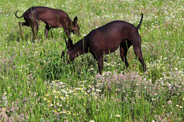 The Xoloitzcuintle , The Mexican Hairless Dog. Two bald dogs walking in nature. Walking Pets on the lawn in summer. Nature.