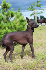 The Xoloitzcuintle , The Mexican Hairless Dog. A bald, hairless dog stands against a green tree and a dark sky. Side view. The animal looking to the side. Pet walk.