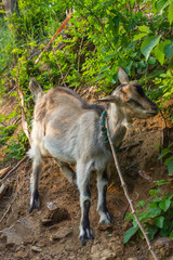 Chinese rural goat