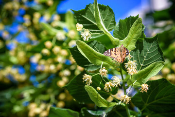 flowers blossoming tree linden wood, used for the preparation of healing tea, natural background, spring