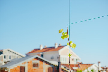 Fototapeta na wymiar A vine sprout stretches towards the sky against the backdrop of white houses with orange roofs