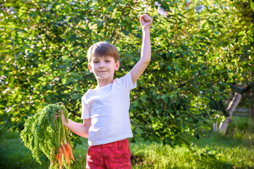 Cute little boy holding a bunch of fresh organic carrots in domestic garden. Healthy family lifestyle. Harvest time