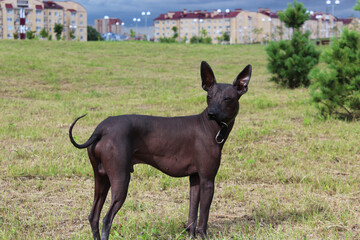 A big black dog in a city Park in the summer. A pet on a walk. Hairless dog, thoroughbred. The dog...