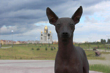 Big black dog close-up. A pet on the background of dark clouds. Hairless dog, thoroughbred. The dog has no hair. The Xoloitzcuintle , The Mexican Hairless Dog.