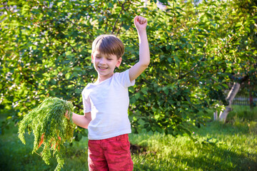 Cute little boy holding a bunch of fresh organic carrots in domestic garden. Healthy family lifestyle. Harvest time