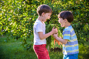 Children with a carrot in the garden. Two boys with vegetables in farm