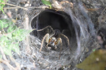 spider in the Web Hole.