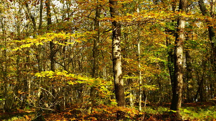 D&eacute;but de l'automne