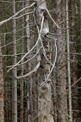 Gemeine Fichte (Picea abies) Fichtensterben, Deutschland, Europa