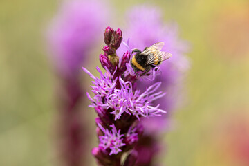 Bumblebee on top of flower Liatris Spicata or bottle brush with blurred out of focus garden background