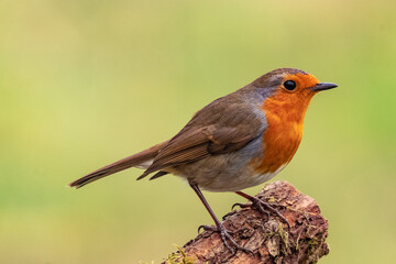 Native Species Great Britain  Robin(Erithacus Rubecula)