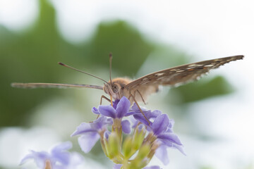 Brown butterfly on purple flower.