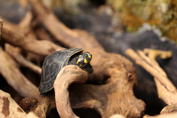 The yellow-spotted Amazon river turtle[4] or yellow-spotted river turtle  is one of the largest South American river turtles.