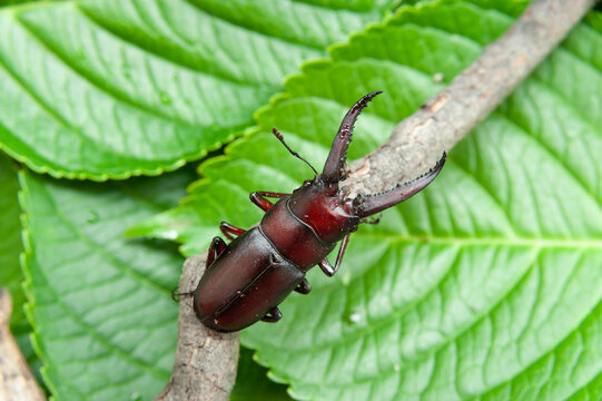 MushiBilder StockFotos & Videos. Adobe Stock