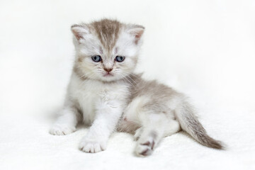 Obraz premium Small British kitten on a light background.