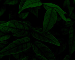 Beautiful abstract color black and green flowers on dark background and dark flower frame and green leaves texture, green background, colorful graphics banner