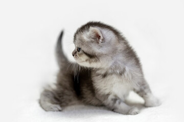 Obraz premium Small British kitten on a light background.