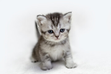 Fototapeta na wymiar Small British kitten on a light background.