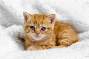 Small British kitten on a light background.
