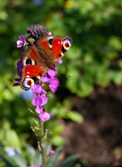 A peacock butterfly on a perennial wallflower flower head