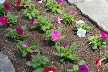 花壇に植えられたペチュニア