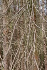 Gemeine Fichte (Picea abies) Fichtensterben, Deutschland, Europa