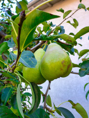 ripe pears are ready to be harvested