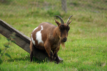 goat with an itch