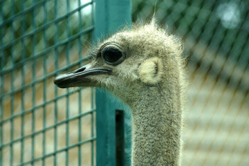 close up of a ostrich
