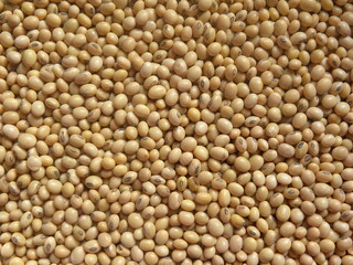 Yellow color raw whole Soybean