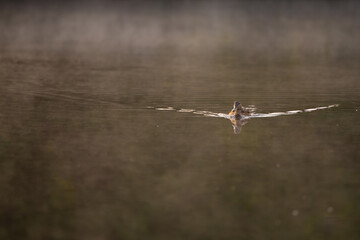 Stockente (Anas platyrhynchos) im Frühnebel, Deutschland, Europa