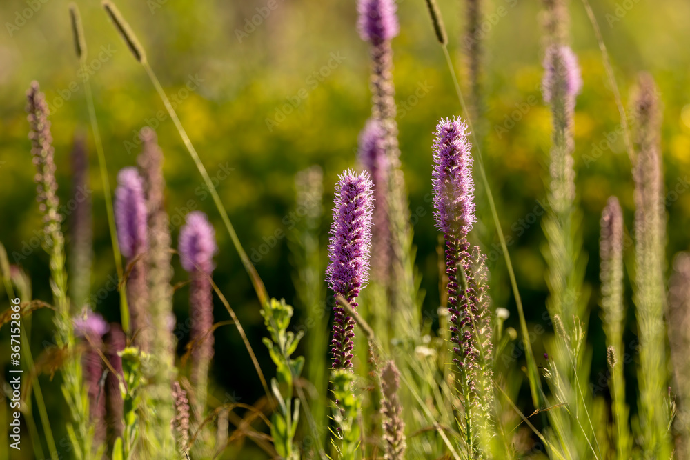 Sticker Three English names flowers - Dotted gayfeather also known as Dotted blazingstar and Narrow-leaved blazingstar. Beautiful North American  Native flowers  on the meadow