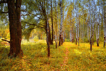 Fototapeta premium Autumn natural background. Autumn forest landscape. A narrow path in the thicket of the forest.