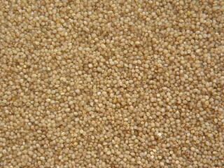 Brown raw Little millet grains