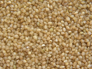 Brown raw Little millet grains