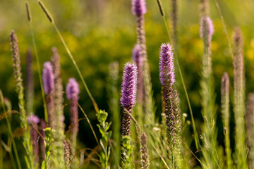 Three English names flowers - Dotted gayfeather also known as Dotted blazingstar and Narrow-leaved blazingstar. Beautiful North American  Native flowers  on the meadow