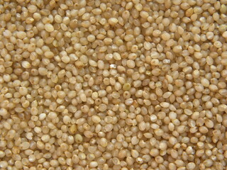 Brown raw Little millet grains