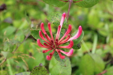 Red honeysuckle, woodbine (lonicera periclymenum)