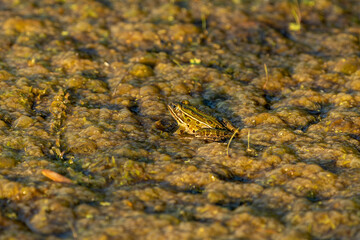 Northern Leopard Frog in small pond