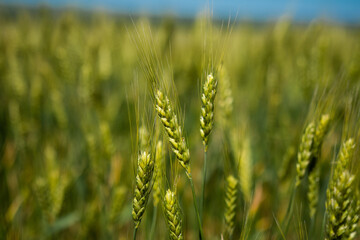 Field of unripe rye. the green ears