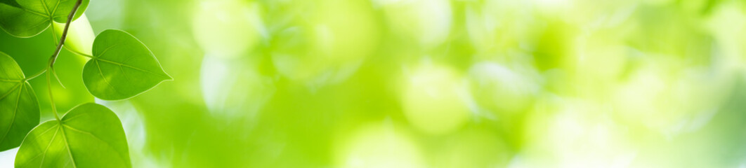 Obraz premium Charakter zielonych liści w ogrodzie, używając jako naturalnego tła strony tytułowej