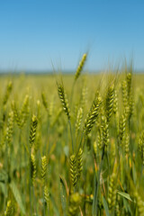 Field of unripe rye. the green ears