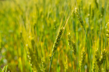 Field of unripe rye. the green ears