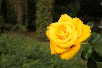 Rosa, rosa amarilla, flor