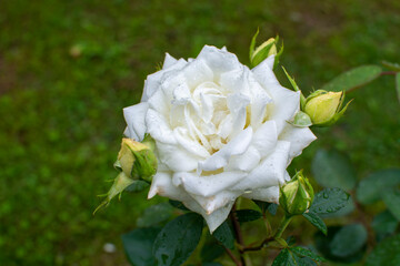Fototapeta na wymiar White rose flower on a green background